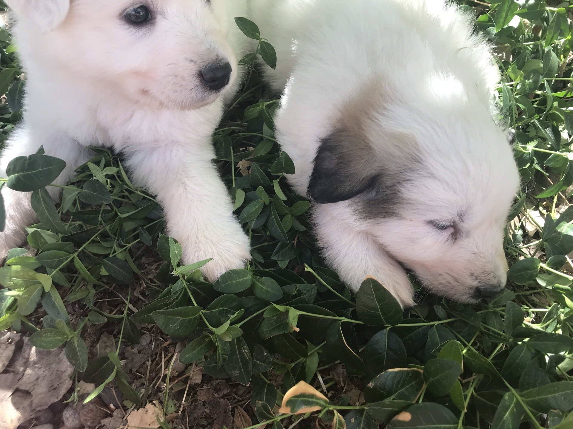 Savoca Vision Farms | Great Pyrenees Puppies