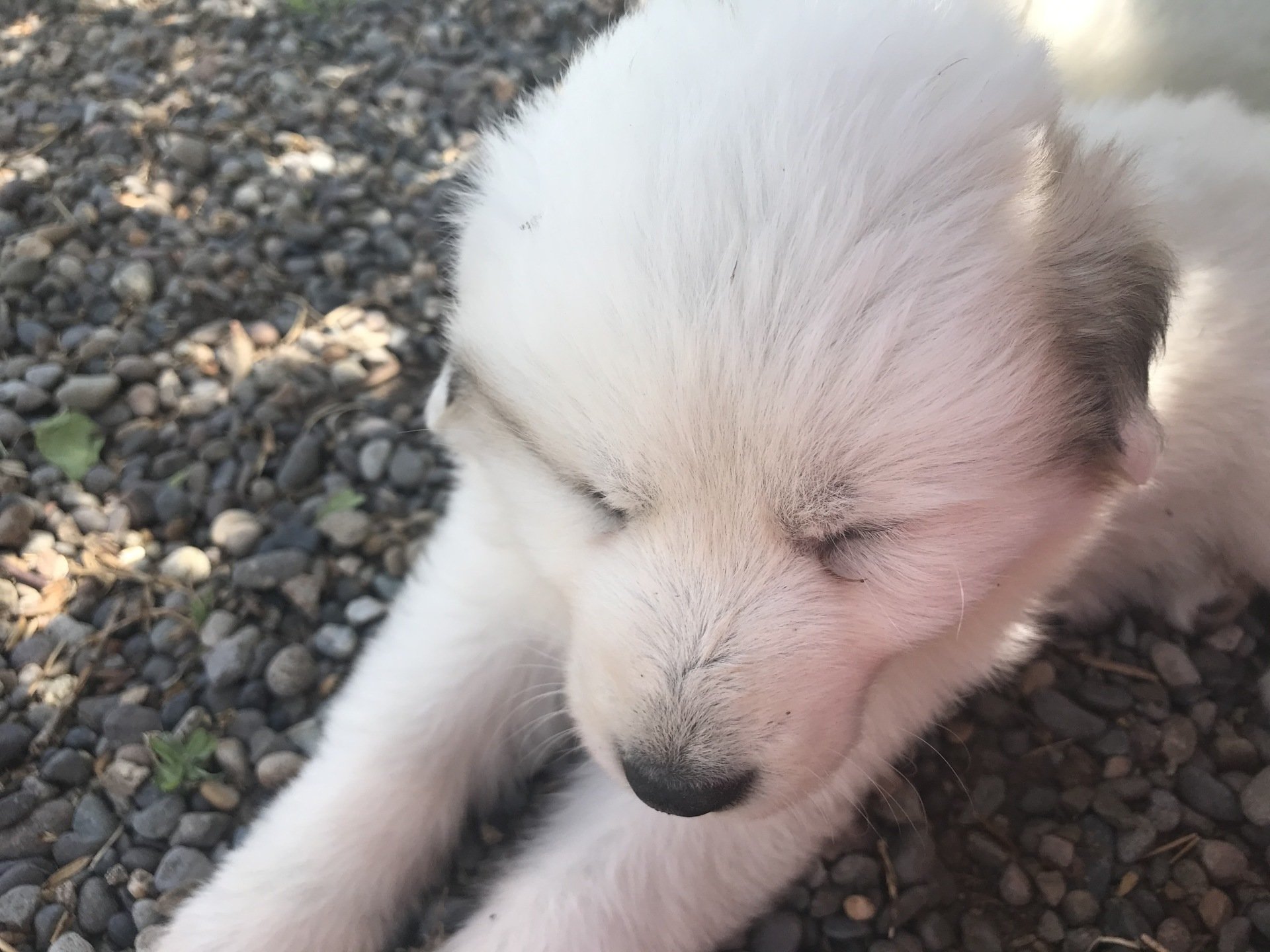 Savoca Vision Farms | Great Pyrenees Puppies