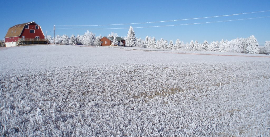 North Dakota Pheasant Hunting ND Pheasant Hunts
