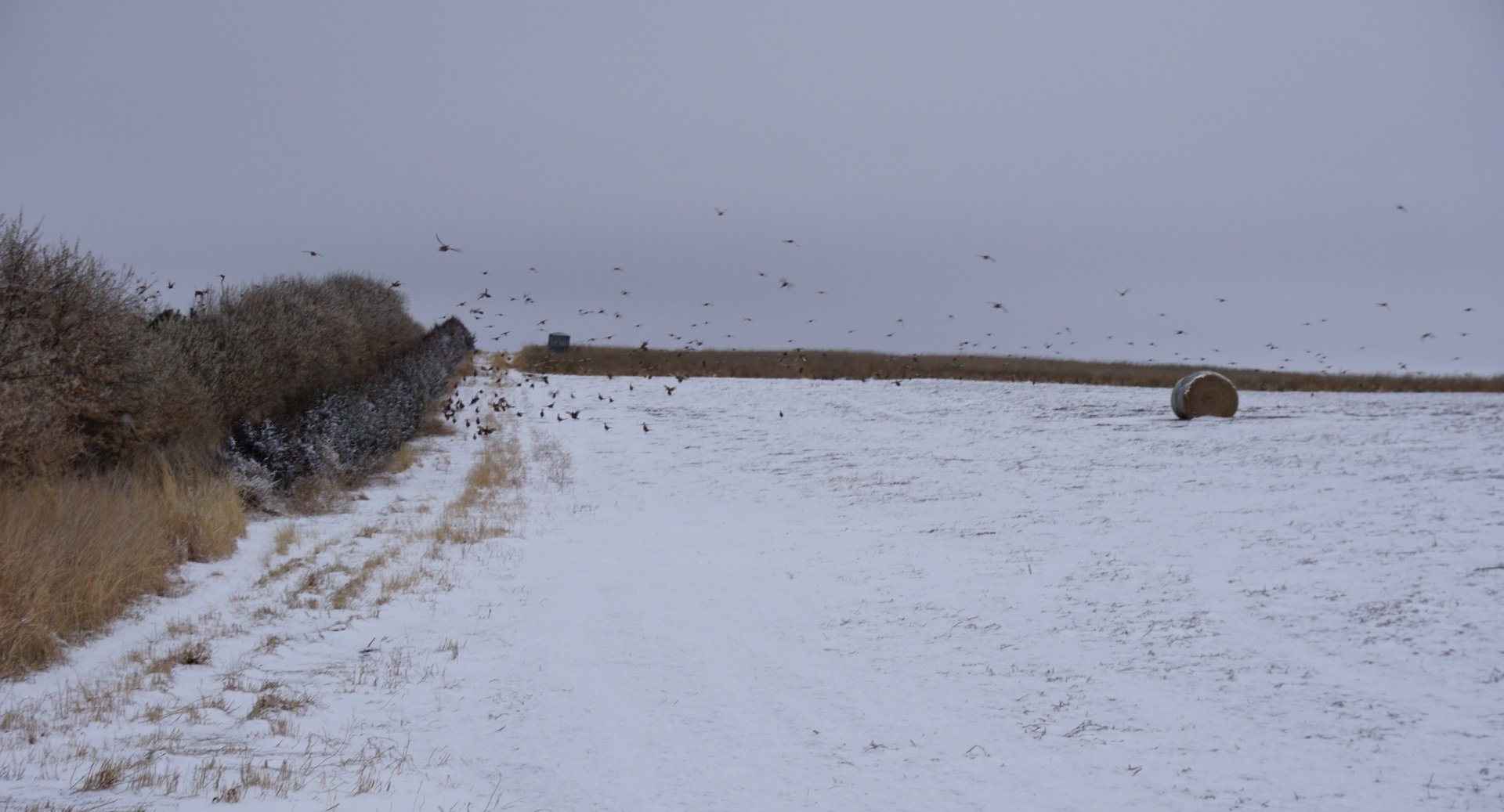 Pheasant Hunting Lodge in North Dakota