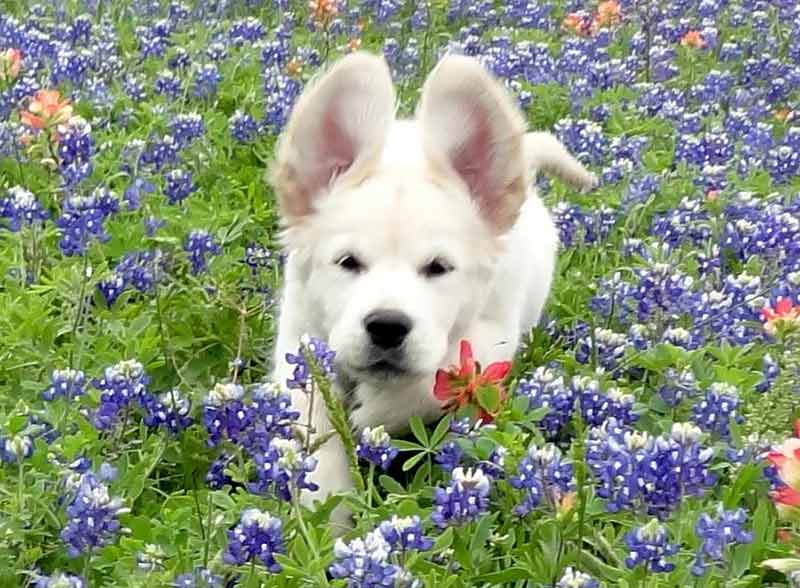 Gallery Amherst, NH Granite State Dog Training Center