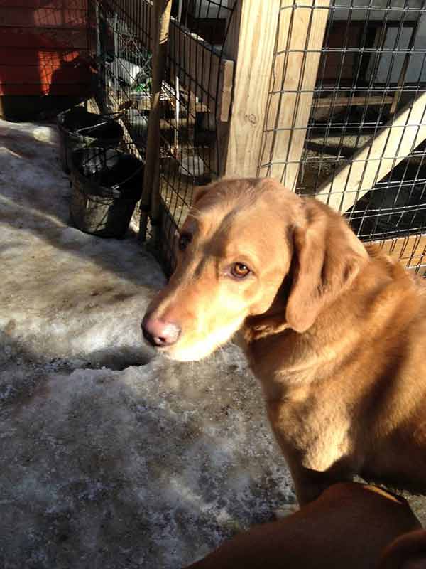 Gallery Amherst, NH Granite State Dog Training Center