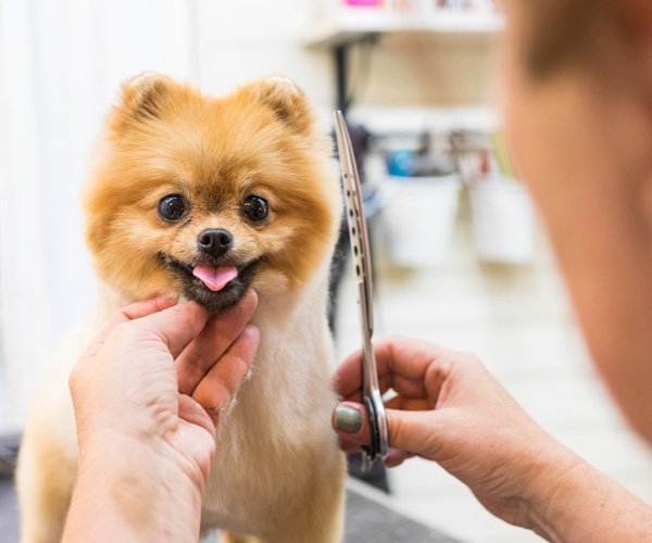 Pet Boarding Service Colorado Springs, CO Critter Clips