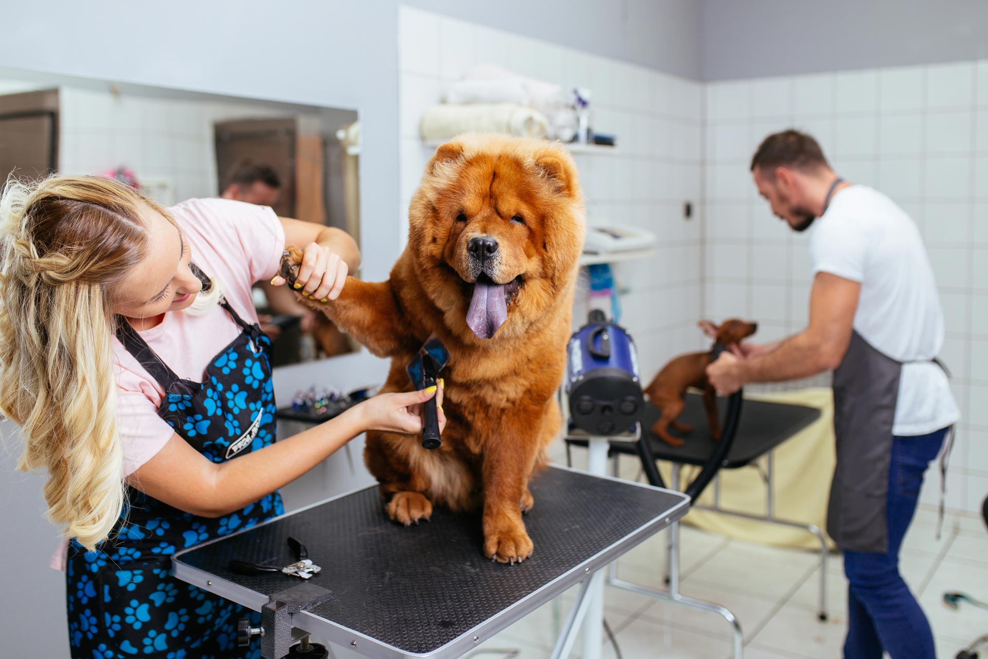 Pet Grooming Services Colorado Springs, CO Critter Clips