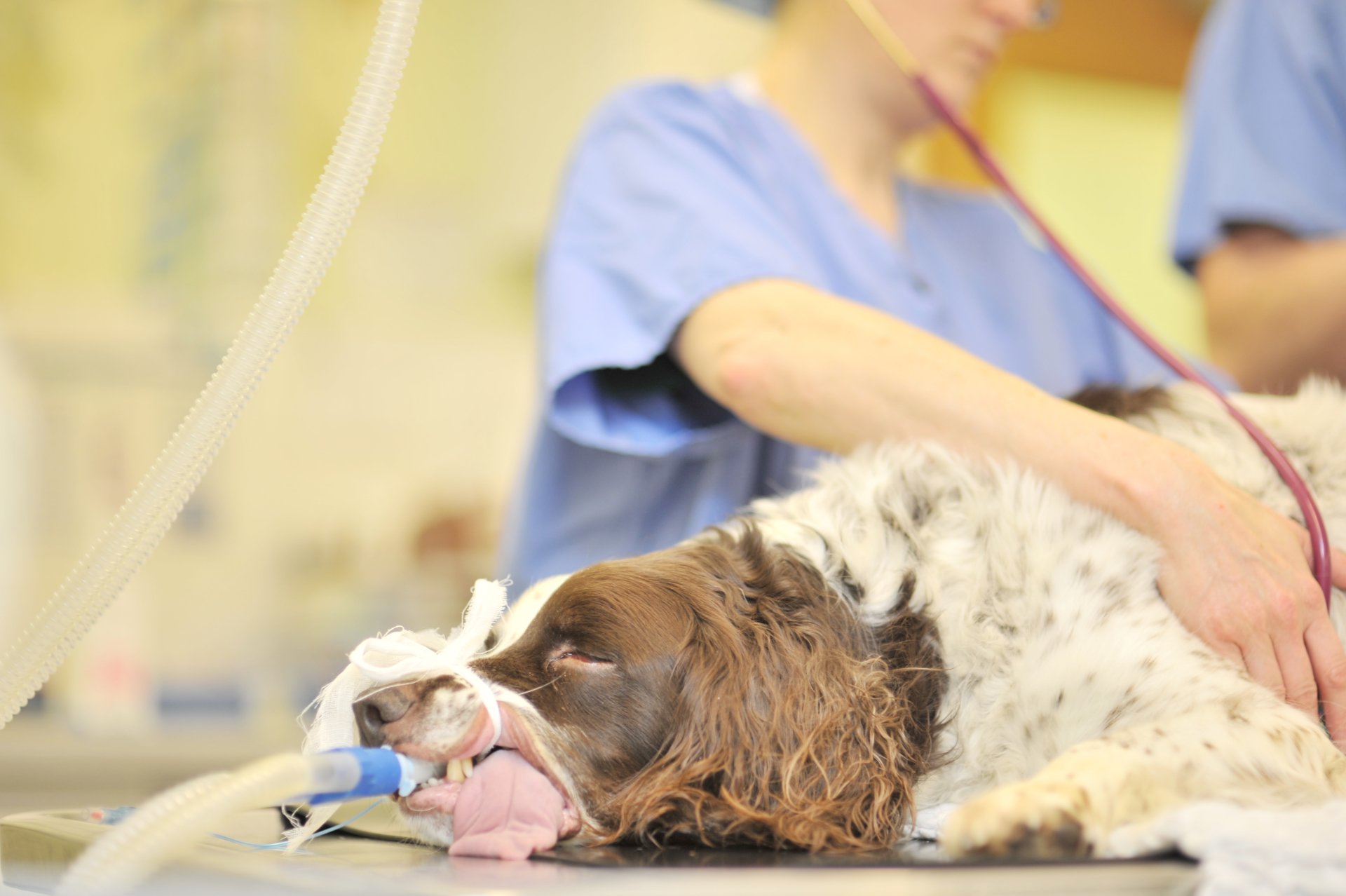 Emergencies Bilton Veterinary Centre