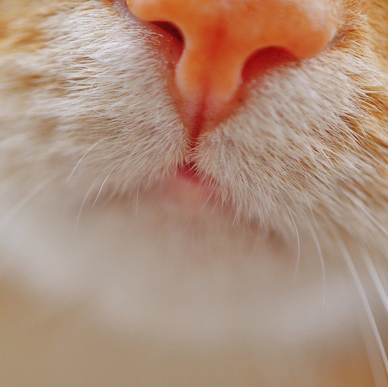 Cats and Coronavirus