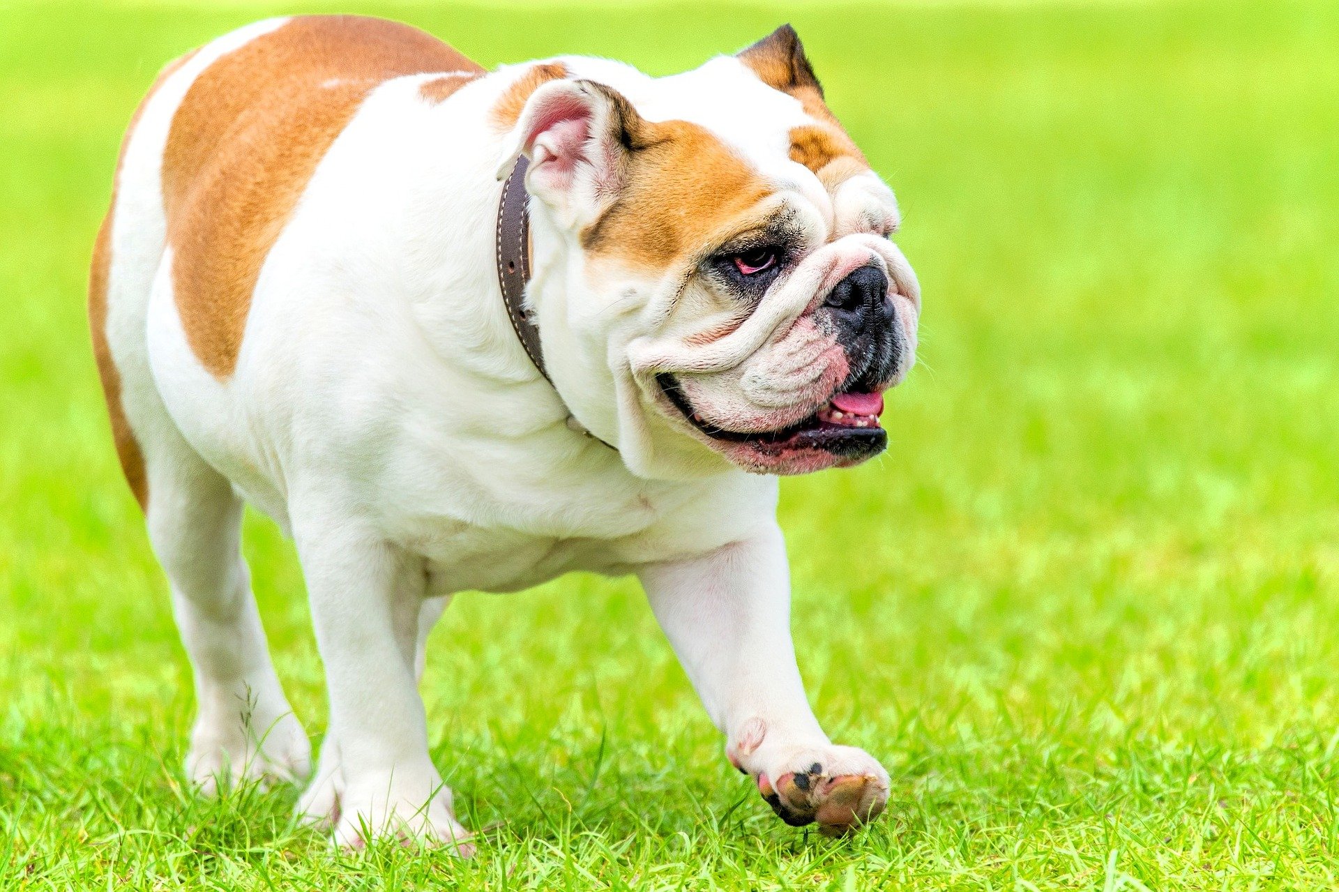 Brachycephalic airway obstruction syndrome (BOAS)