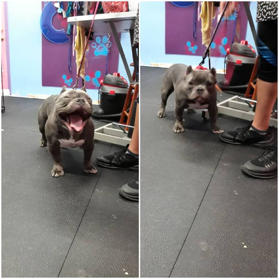 Diva Dogs Pet Grooming