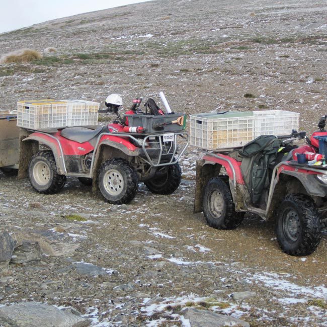 Pest control Dunedin D M Holdings