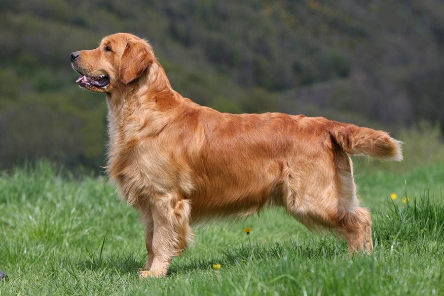 Perros Golden Retriever Mexico Guadalajara