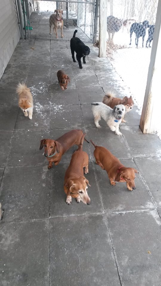 Top of the Hill Kennels Photos