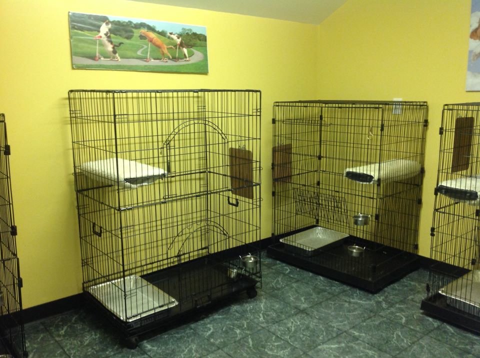 Picture of Top of the Hill Kennels | Facilities | Boarding | Grooming | Doggie Daycare