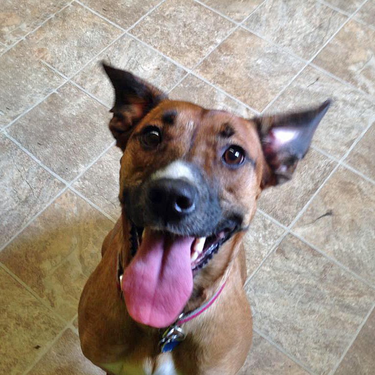 Top of the Hill Kennels Boarding Kennels in Vermont