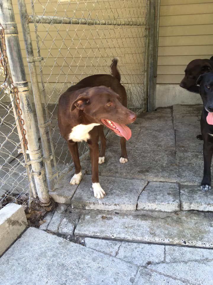 Top of the Hill Kennels Photos