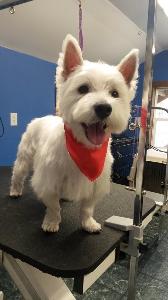 Professional Grooming for Your Pets at Top of the Hill Kennels