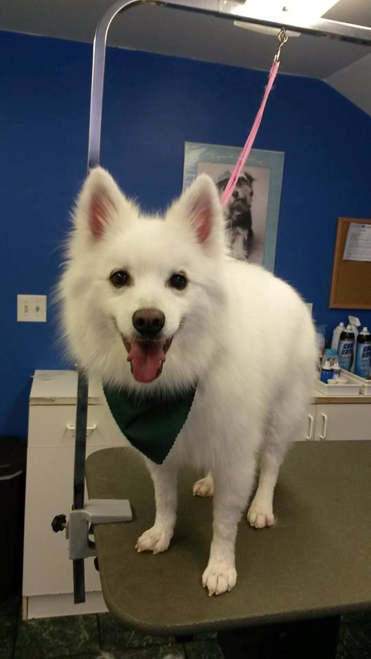 Top of the Hill Kennels Boarding Kennels in Vermont