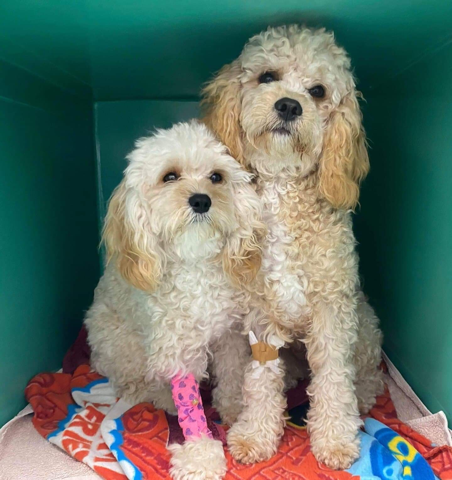 Local Vet Clinic in Ballina Racecourse Road Veterinary Hospital