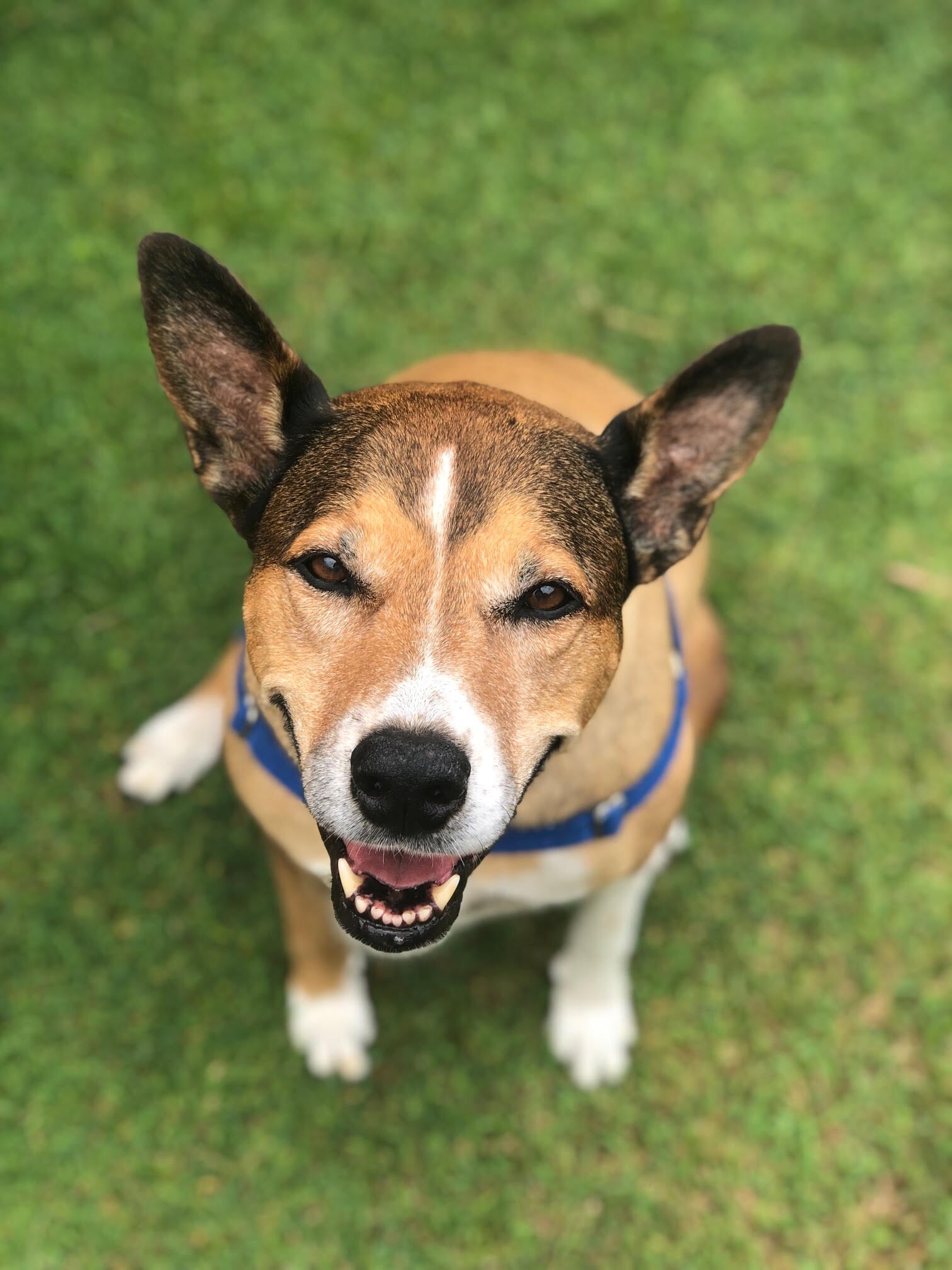 Local Vet Clinic in Ballina Racecourse Road Veterinary Hospital