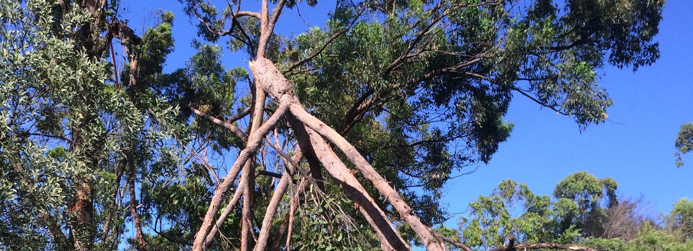 Avoiding tree damage after the storm needs lopping service on the Gold Coast