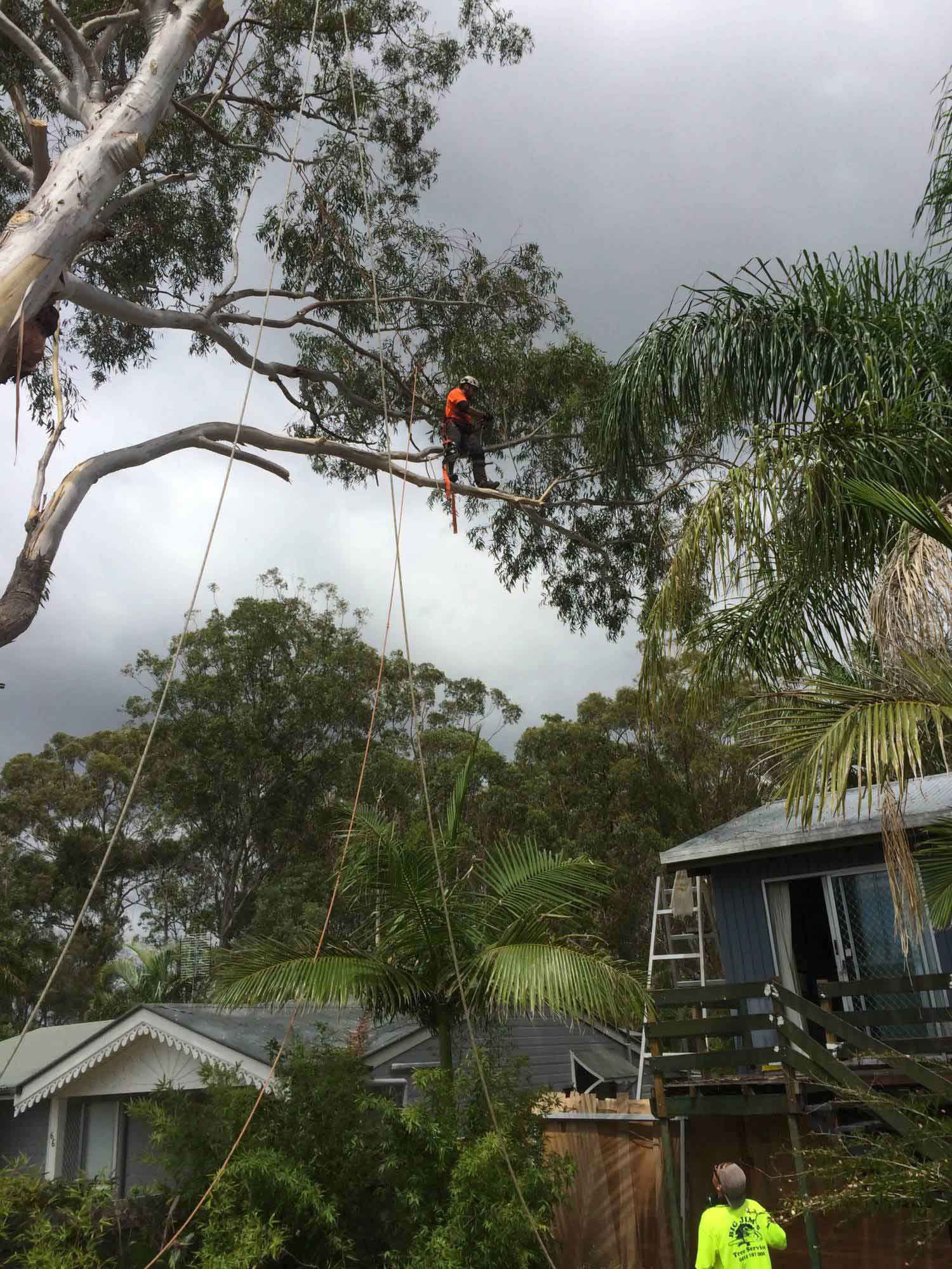 Crane and trucks used for every critical tree operation service on the Gold Coast