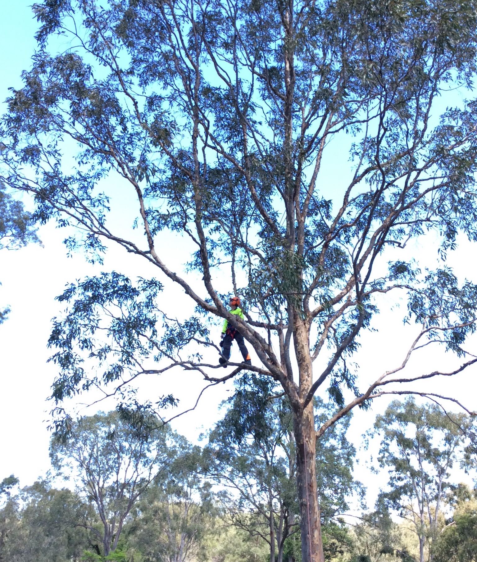 Tree Loppers Gold Coast, Tree Removals, Stump Grinding