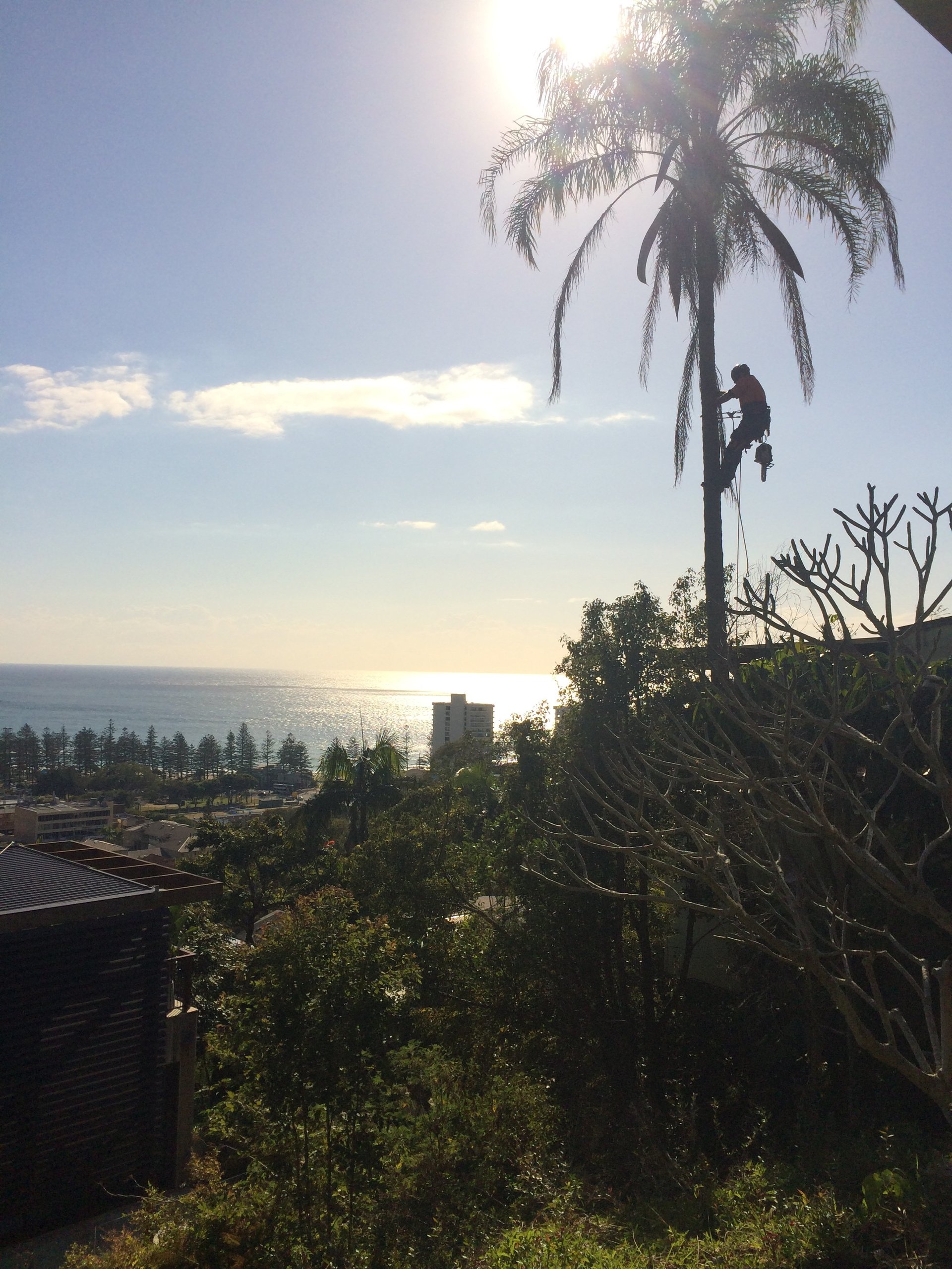 In Gold Coast a man uses equipment for the safe tree service procedure