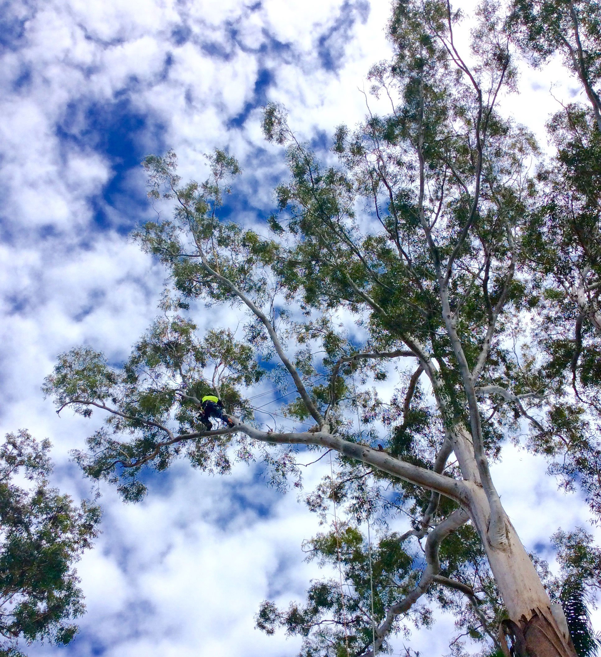The job of the tree loppers is bravely cutting off the branches on the top of a tree