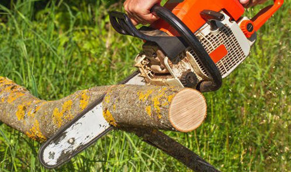 Tree Care Eugene, OR Hodgson Tree Service Inc