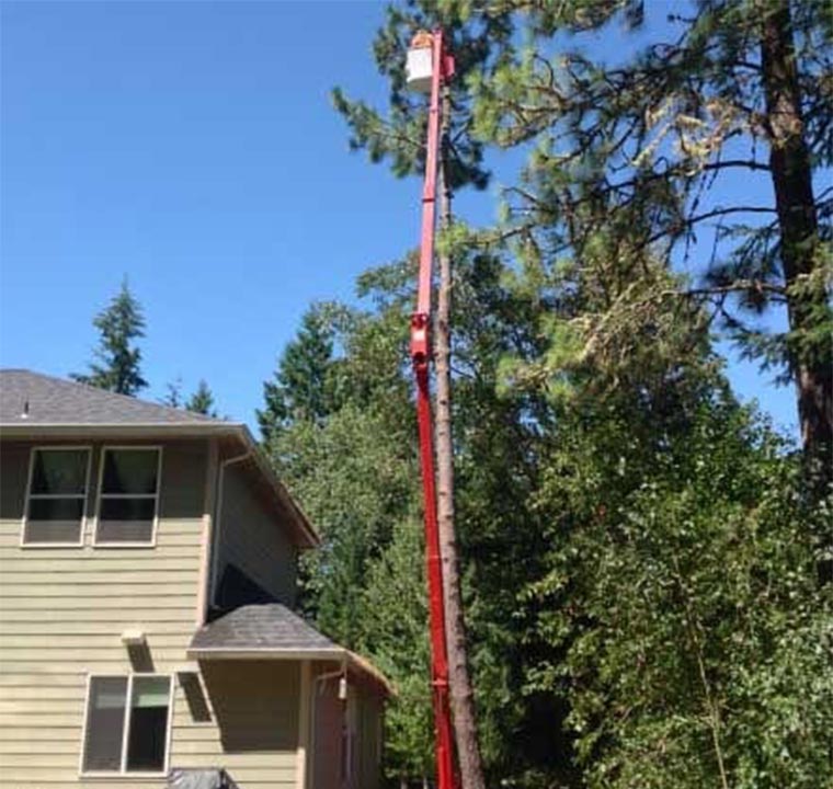 Tree Removal Services in Eugene, OR Hodgson Tree Service