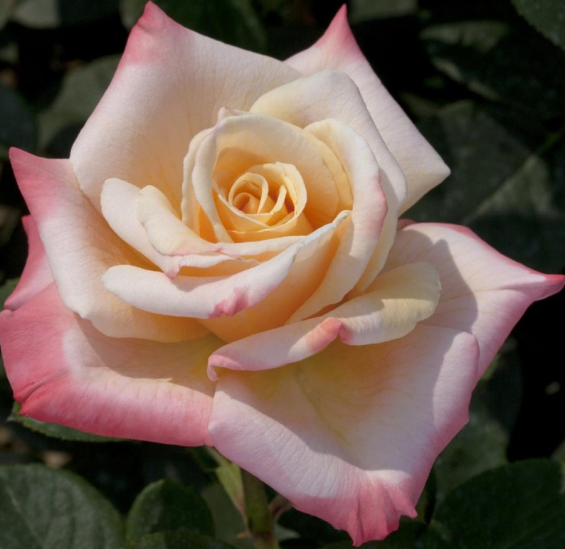 Varietà di rose | Cerveteri | Prato pronto Ricci