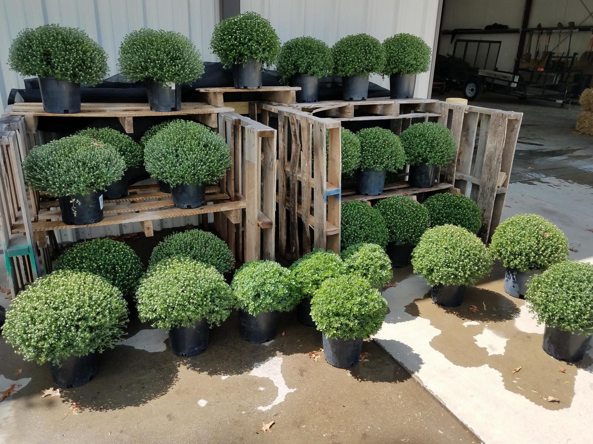 Snow's Landscape & Nursery Evansville & Newburgh, IN