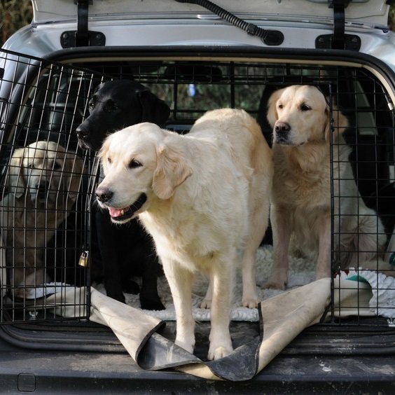 Greenfields Kennels, Cattery & Pet Shop, pet boarding in Wirral