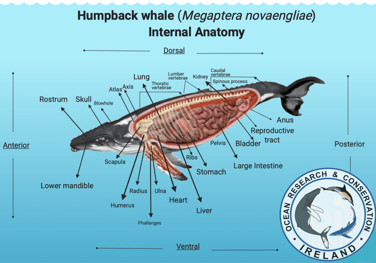 Anatomy Of Whale BDPWSS Whale Lover Gifts Humpback Whale Gift Marine