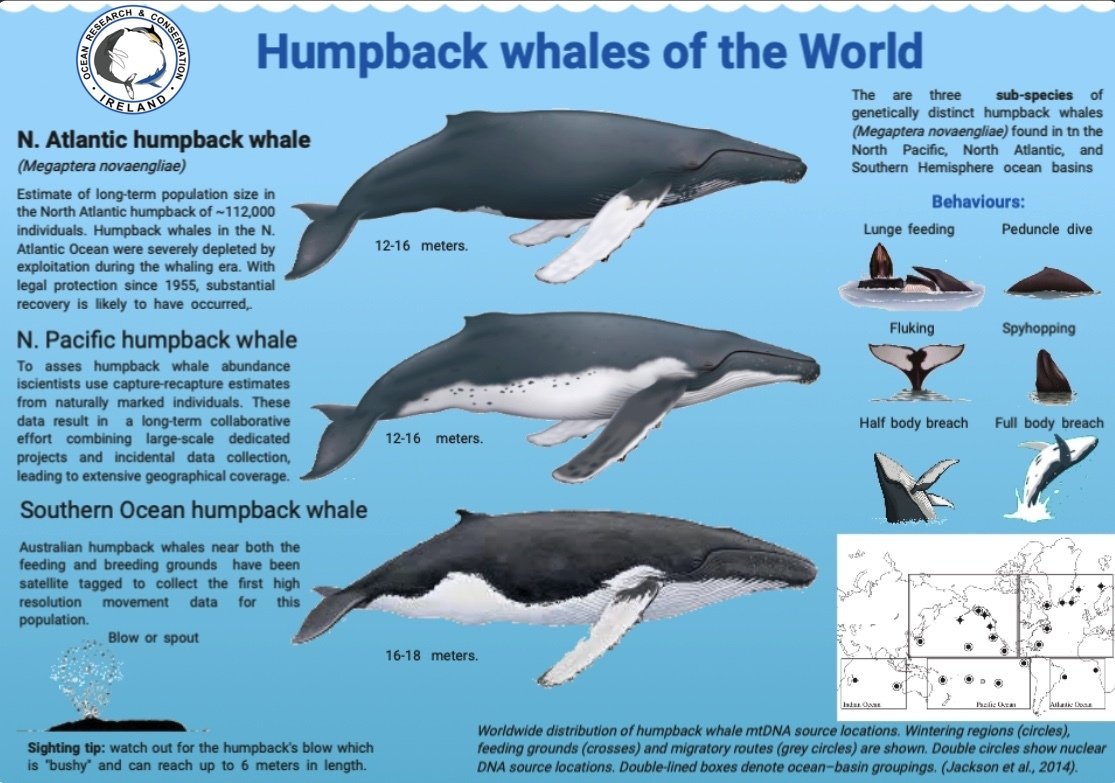 Ocean Research & Conservation Association (ORCAIreland)