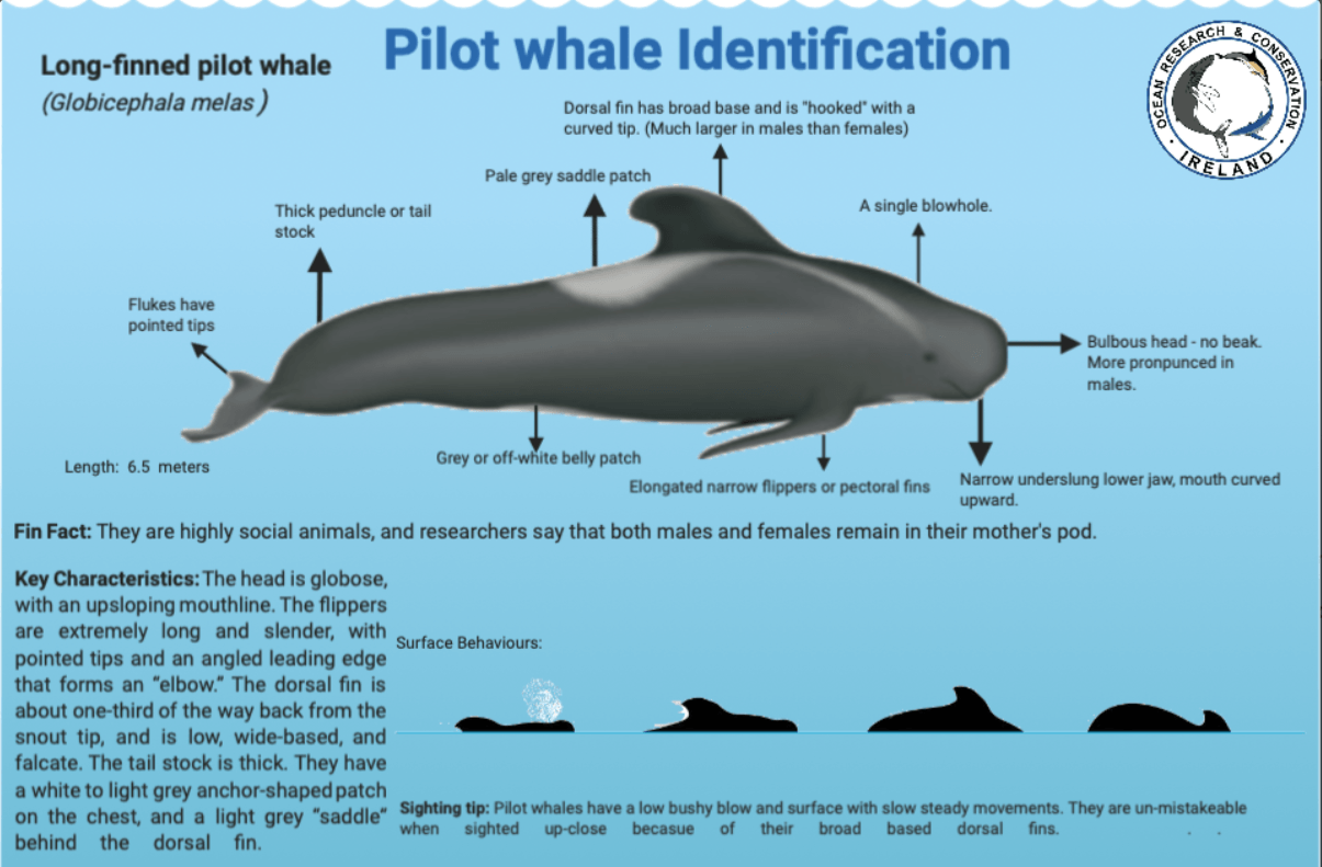 Ocean Research & Conservation Association (ORCAIreland)