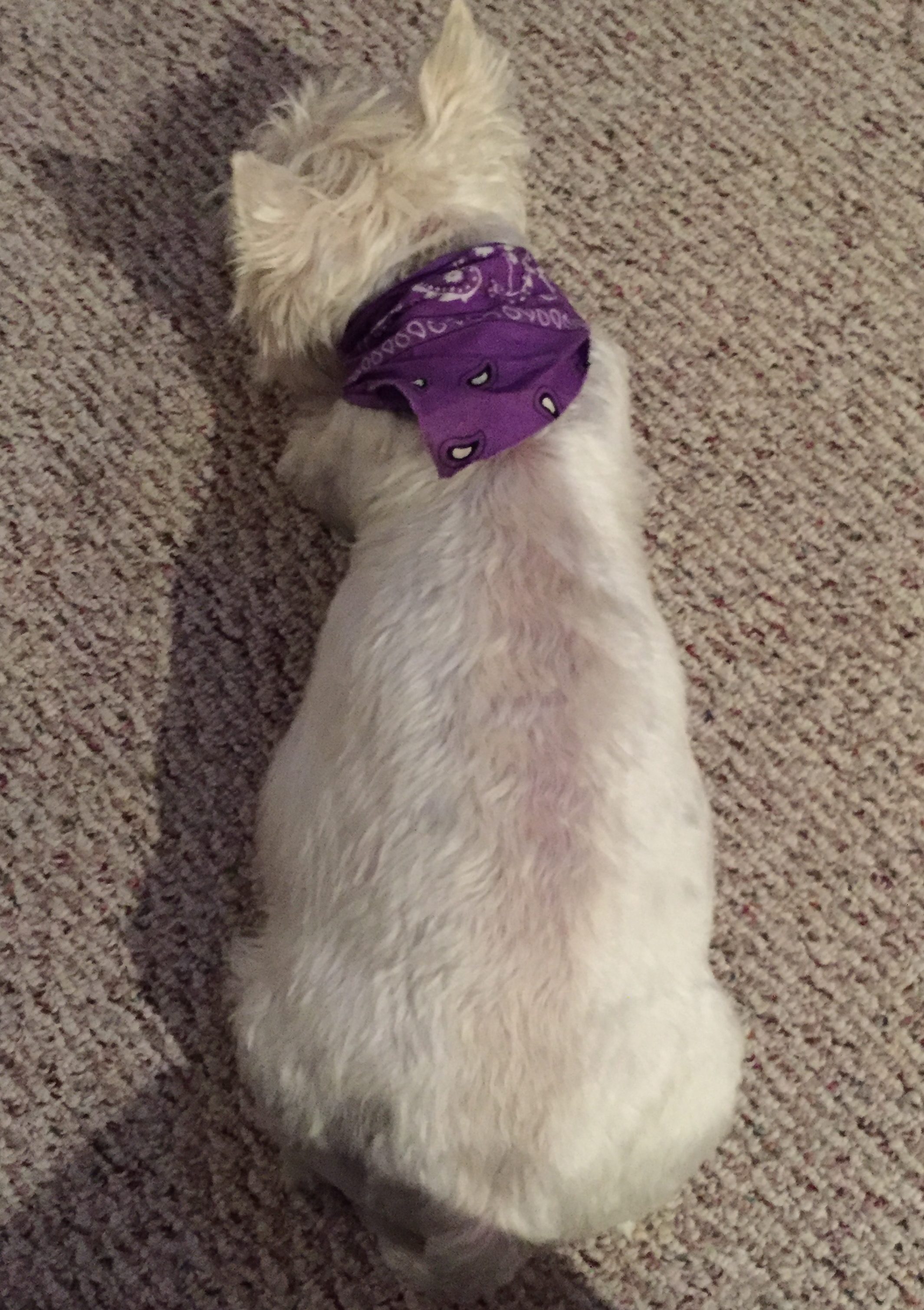 dog whelping checklist