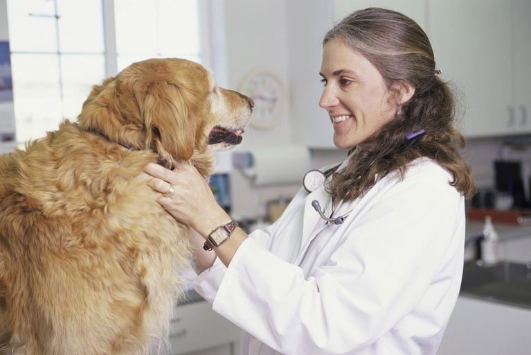 Veterinarians in Currumbin