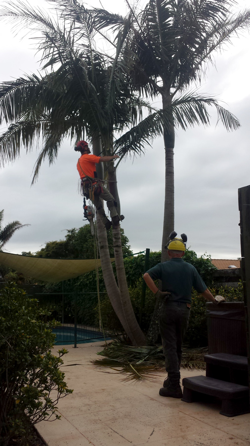 Arborists, Tree Services Tauranga Tree Fellers
