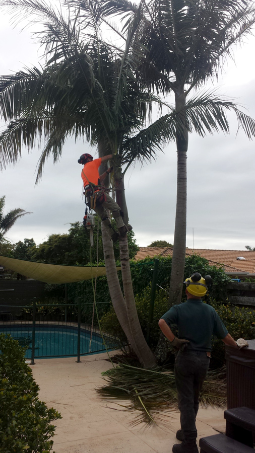 Gallery Tree Fellers