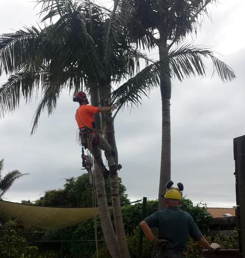 Tree Fellers services