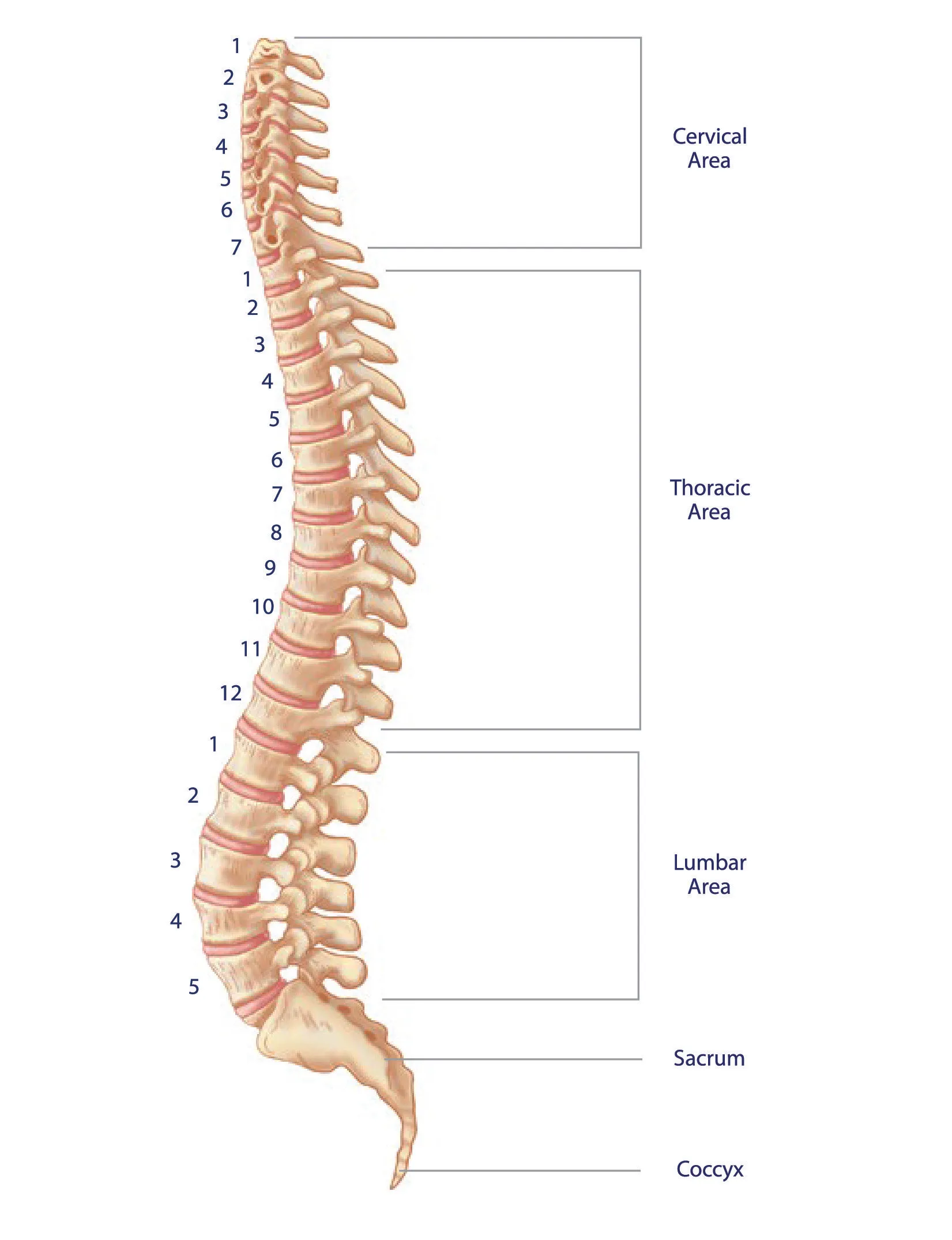 Spine Conditions Sinkov Spine Las Vegas NV 702 710 1010