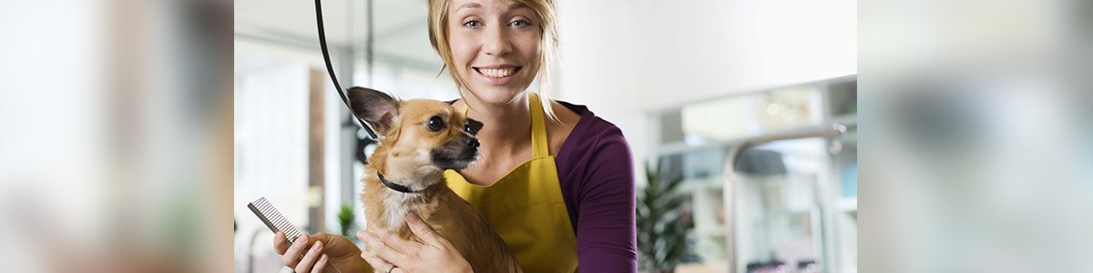 l a clips dog grooming chiwawa