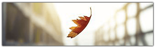 leaf