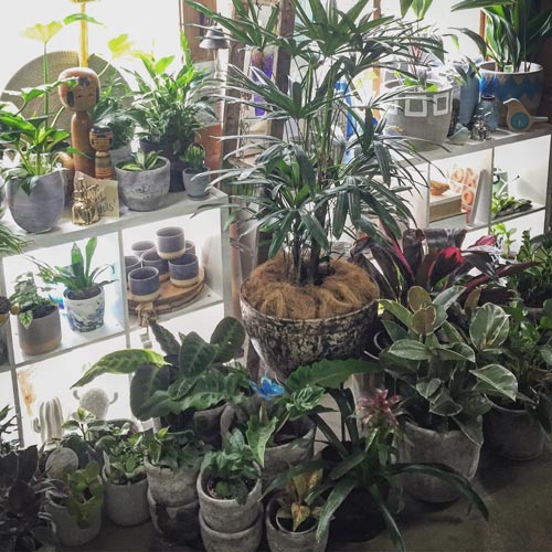 Plant Nursery Services in Adelaide