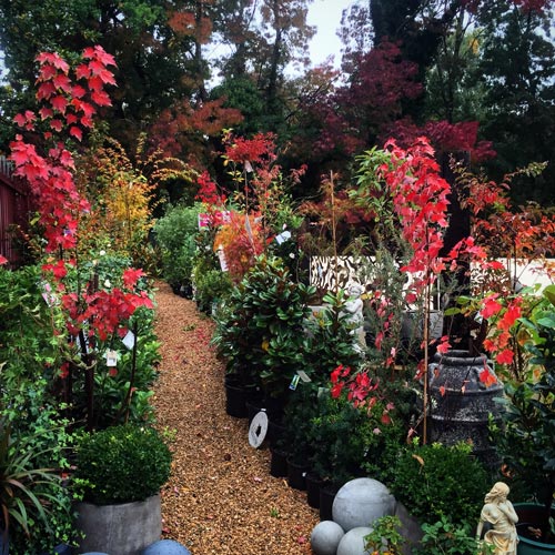Plant Nursery Services in Adelaide