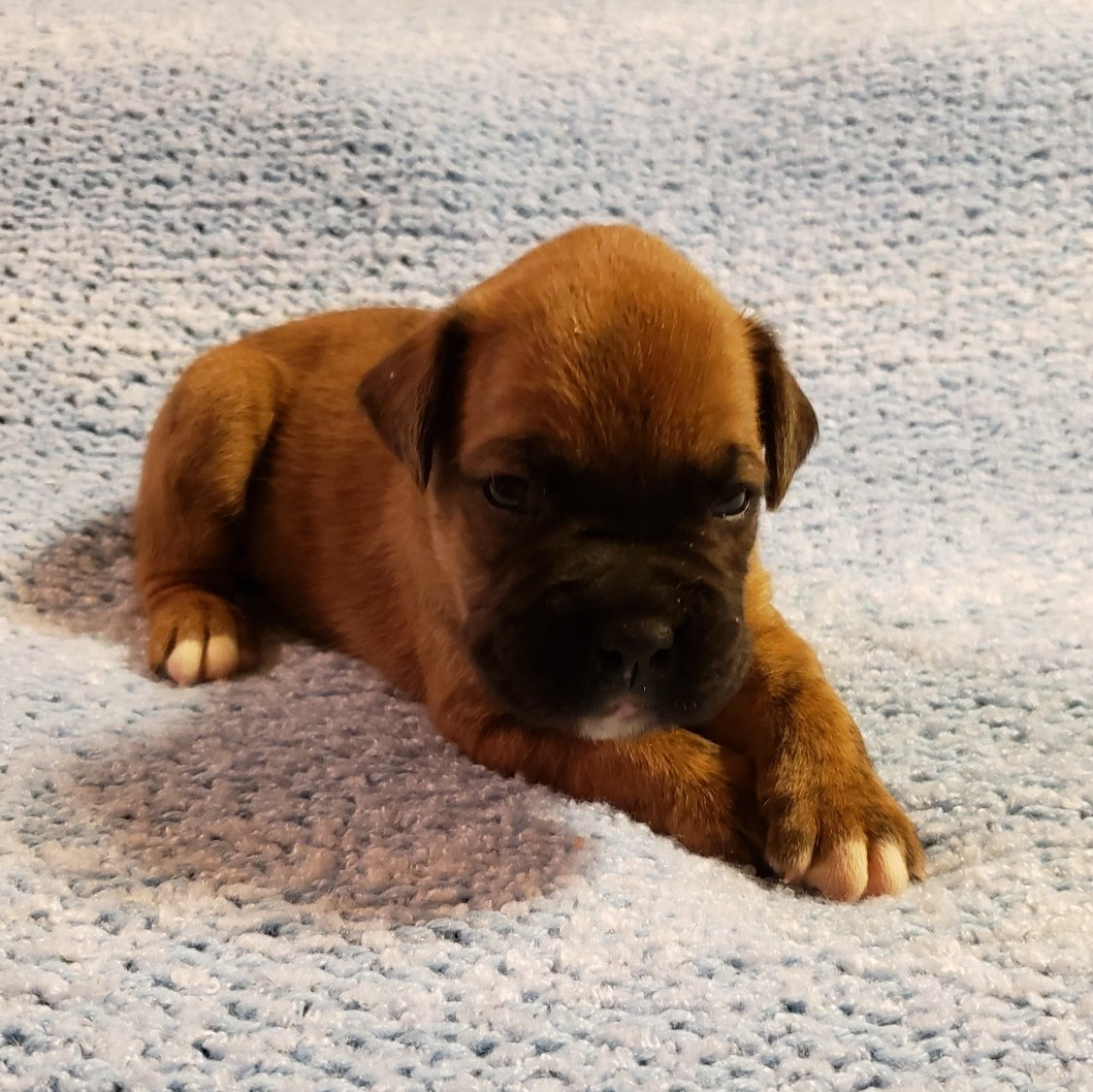 Boxer, Breeding, Puppies, Canine, AKC, CKC , Tucson, AZ