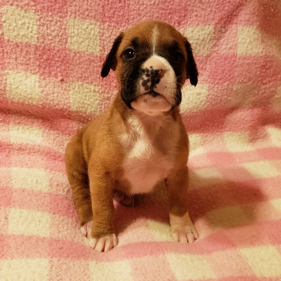 Boxer, Breeding, Puppies, Canine, AKC, CKC , Tucson, AZ