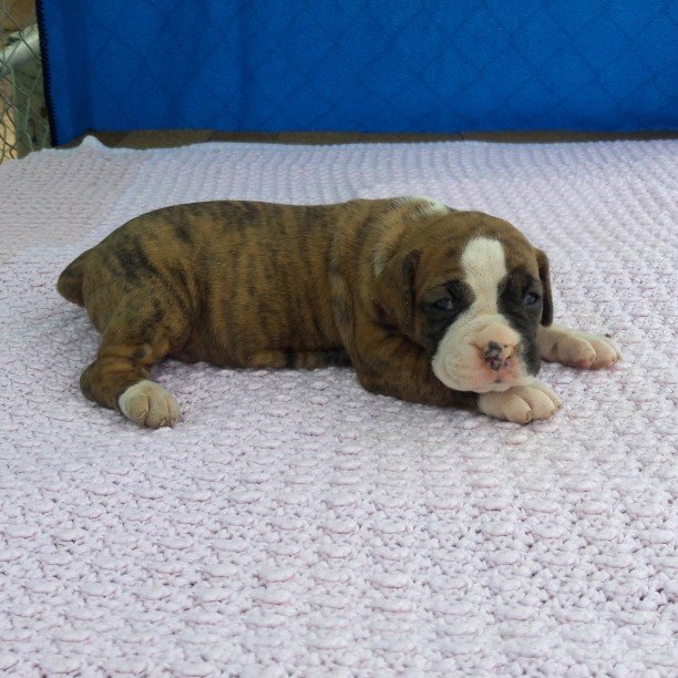 Boxer, Breeding, Puppies, Canine, AKC, CKC , Tucson, AZ