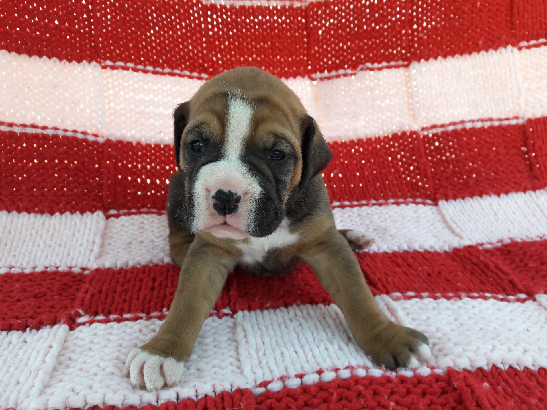 Boxer Breeding, boxer puppies, adult boxer dogs, canine housing