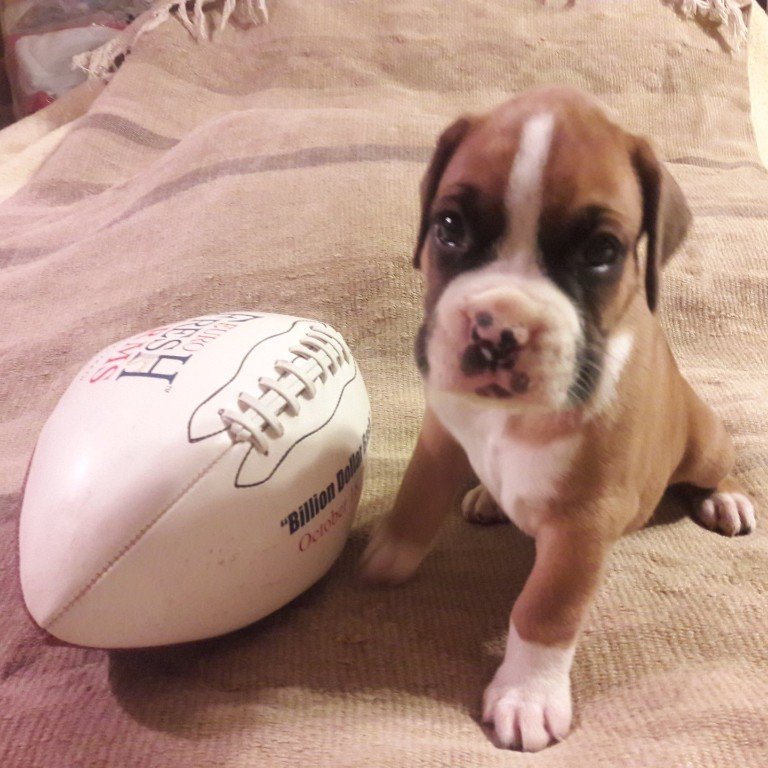 Boxer, Breeding, Puppies, Canine, AKC, CKC , Tucson, AZ